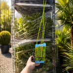  Japonský prasličkovec (Equisetum japonicum) - výška 50-60 cm, kont. P9